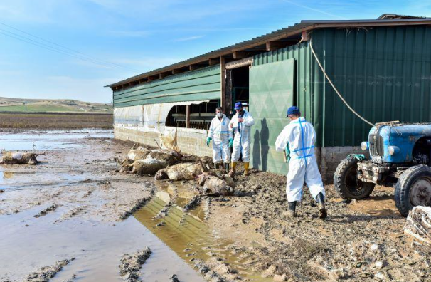 Over 220,000 animals and birds perished in total when the water swept away stable facilities.PNG